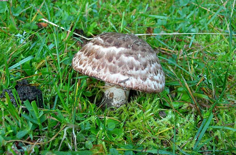 La foresta subalpina di Les breuleux  (CH)